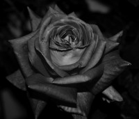 /album/poesia-visiva/foto0810091009806453-jpg/